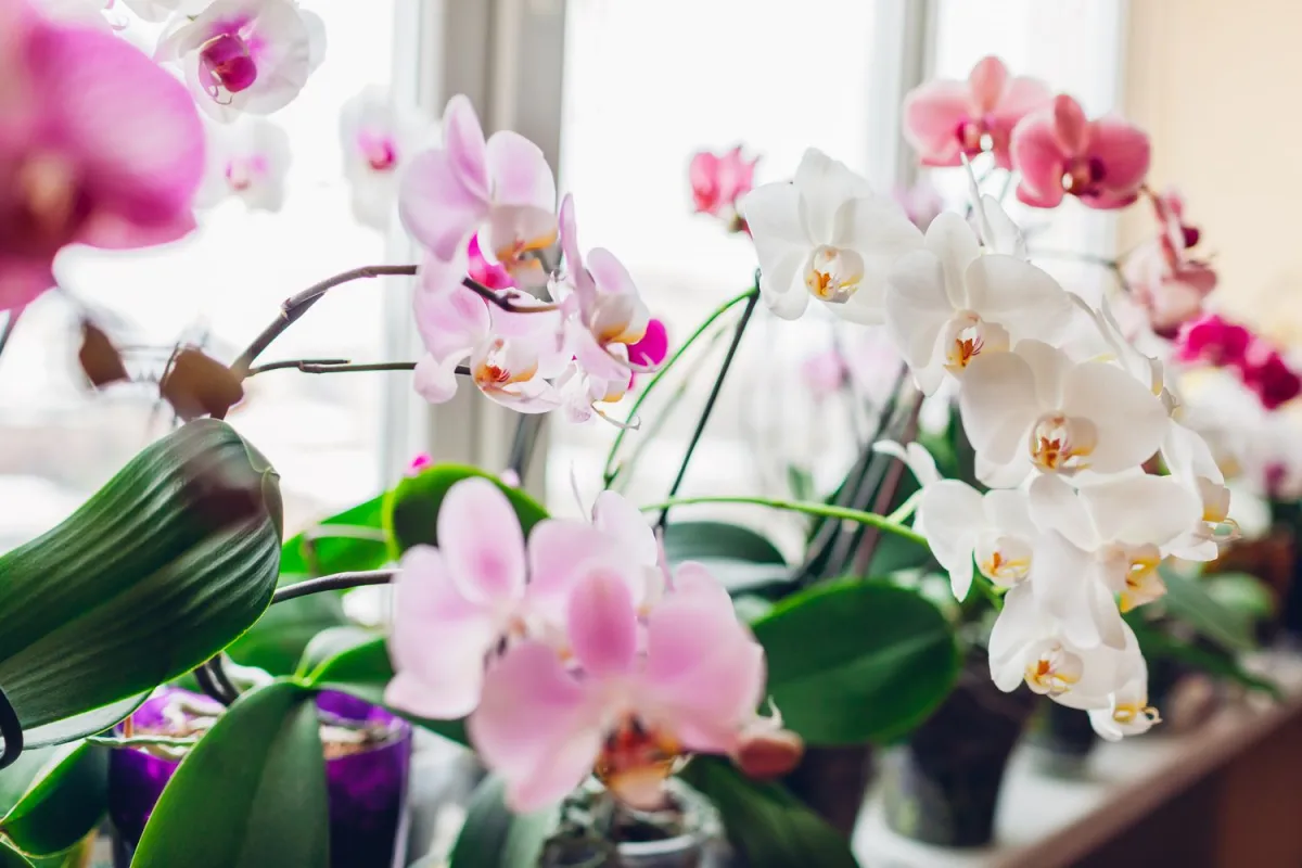 comment faire refleurir mon orchidee conseils