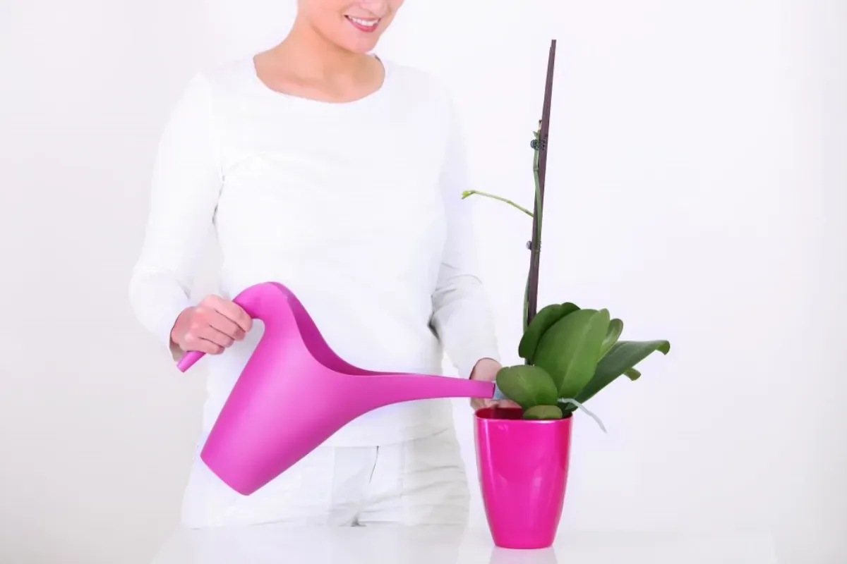 comment faire refleurir une orchidée femme enblanc