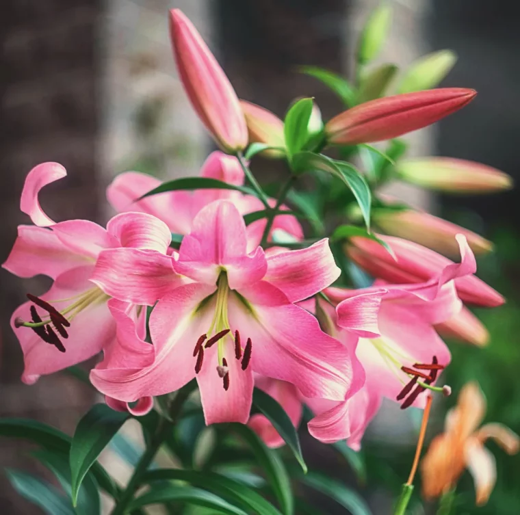 comment faire repartir un amaryllis idée plante bulbe à refleurir