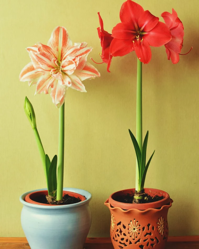 comment faire repartir un bulbe d amaryllis efficacement entretien plante d intérieur