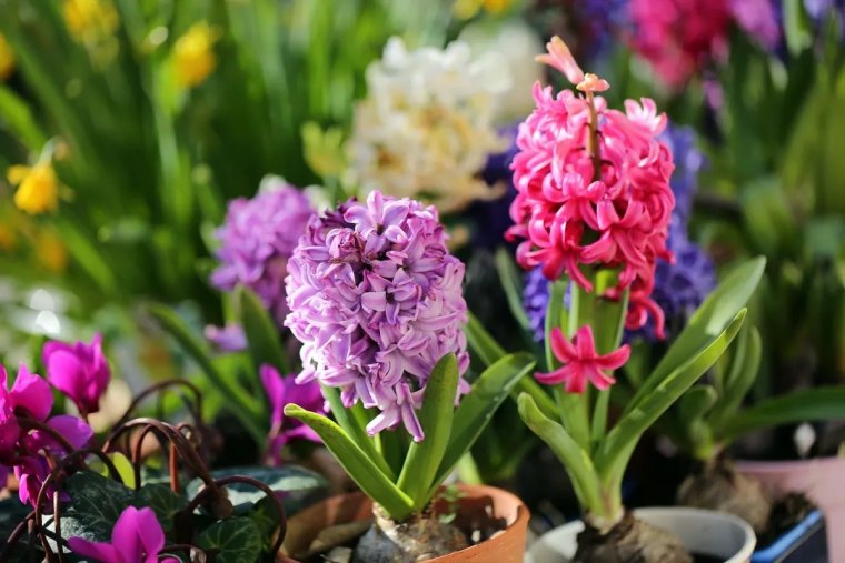 comment forcer des jacinthes idée plantation de fleurs en pot