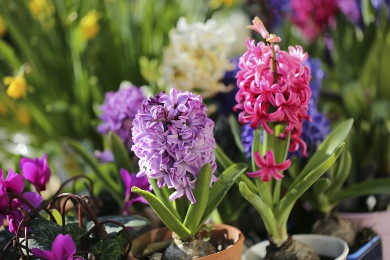 pink hyacinth flowers. free public domain cc0 image.