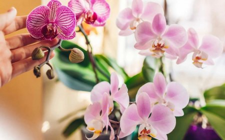 comment garder une orchidee fleurie toute l annee