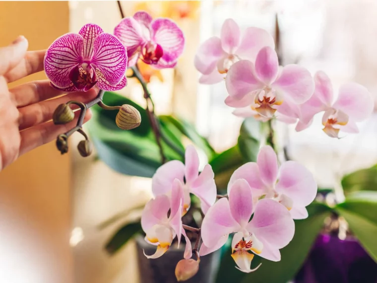 comment garder une orchidee fleurie toute l annee