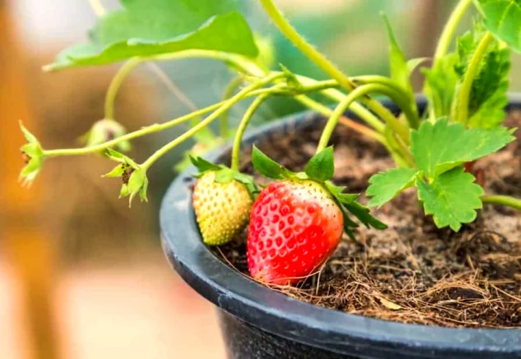 comment hiverner les fraisiers en pot fruit rouge feuilles vertes