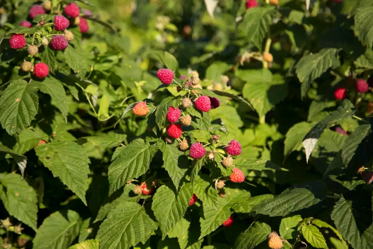 comment hiverner les framboisiser fruits rouges feuilles vertes