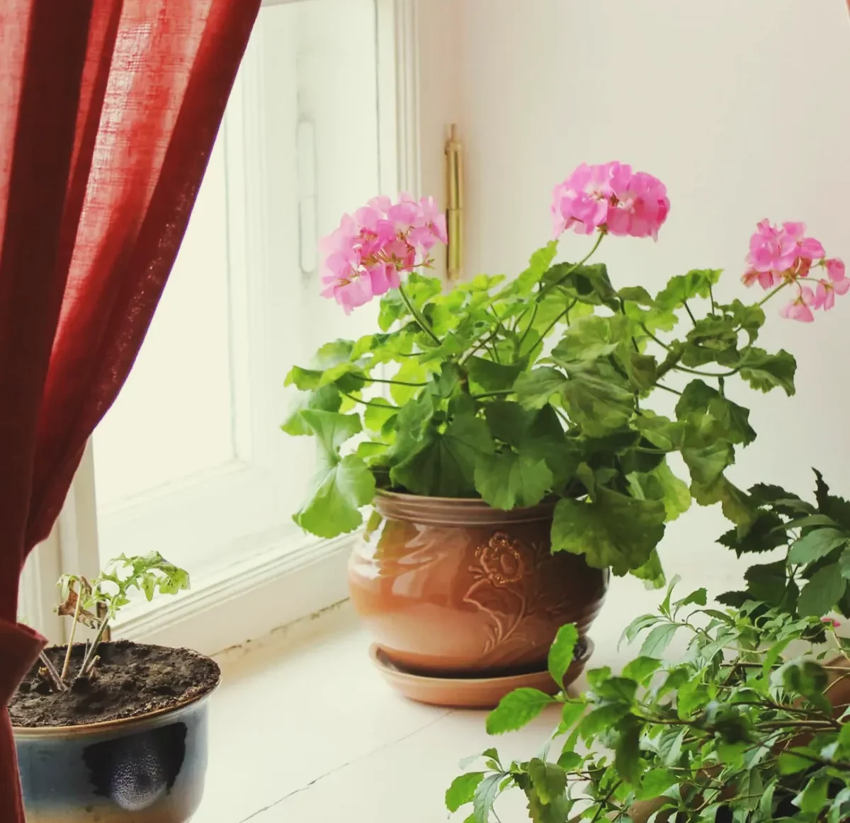comment hiverner les geraniums à l intérieur d une maison