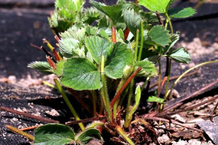 comment nettoyer les fraisiers avant l hiver feuilles vertes