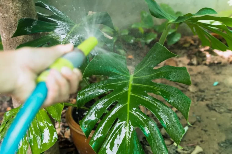 comment nettoyer les plantes avant de les rentrer arrosage monstera deliciosa