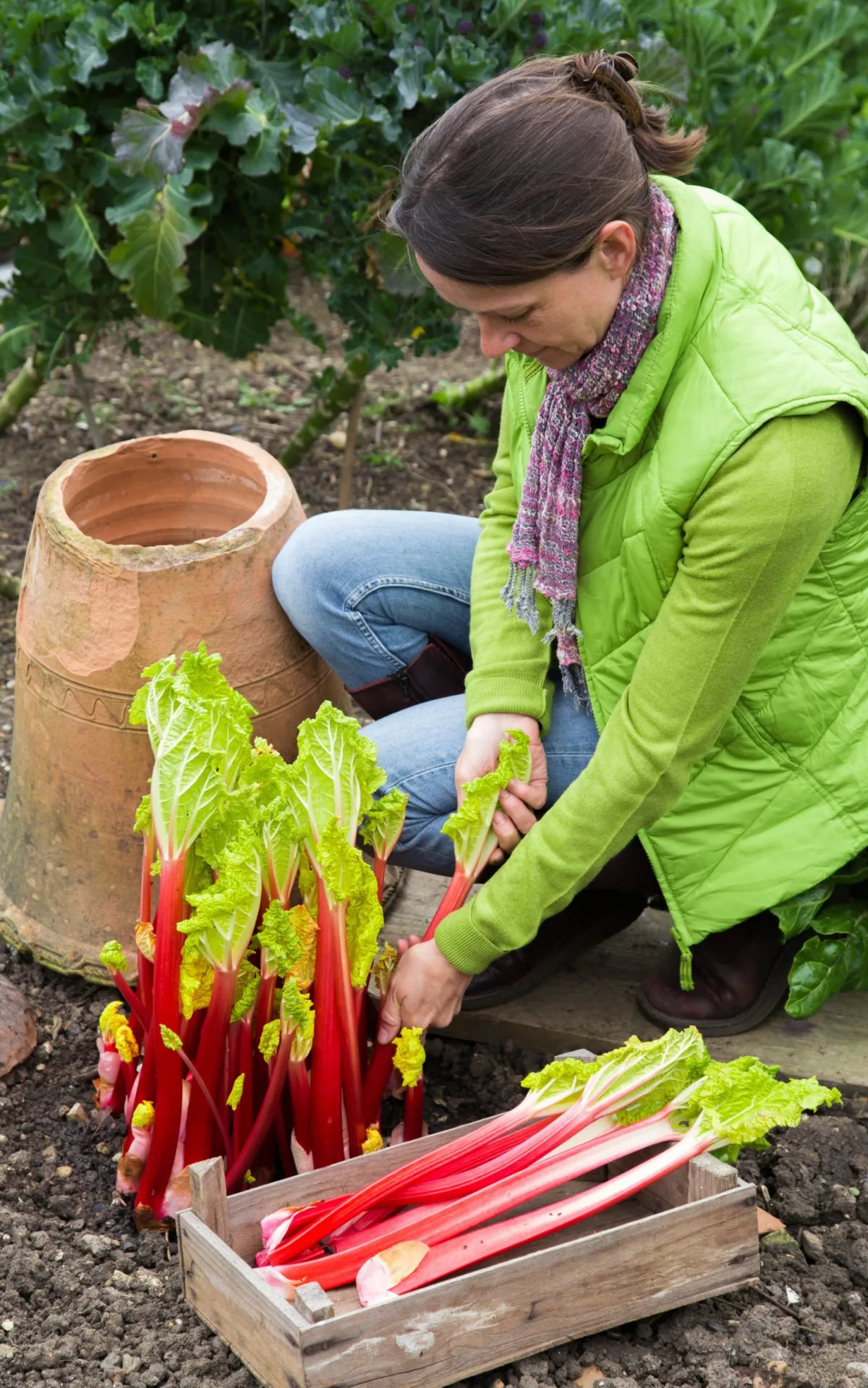 comment obtenir des recoltes abondantes au printemps rhubarbe