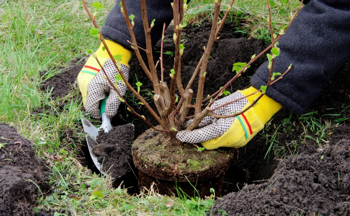 comment planter des arbustes persisrant trou de plantation plante branches gants jaunes
