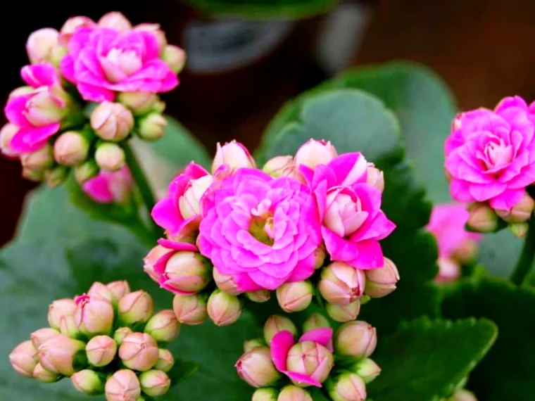 comment prendre soin du kalanchoe fleurs roses feuilles vertes