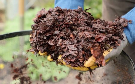 comment preparer du terreau de feuilles mortes en automne mains