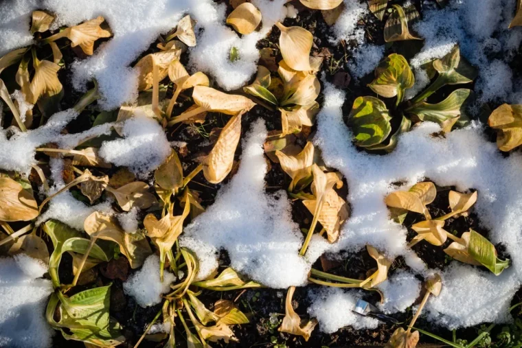 comment preparer les hostas pour l hiver guide pratique