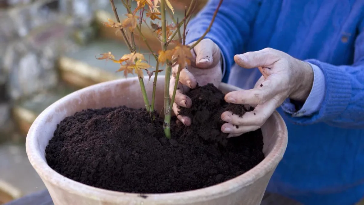 comment preparer les plantes en pots pour l hiver