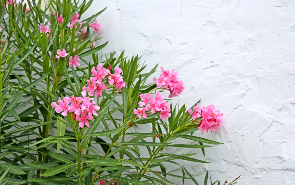 comment proteger le laurier rose en hiver mur bmanc fleurs roses feuilles vertes