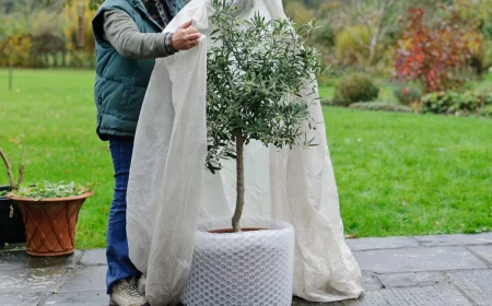 comment proteger les jeunes arbres du gel bache toile d hivernage pot olivier