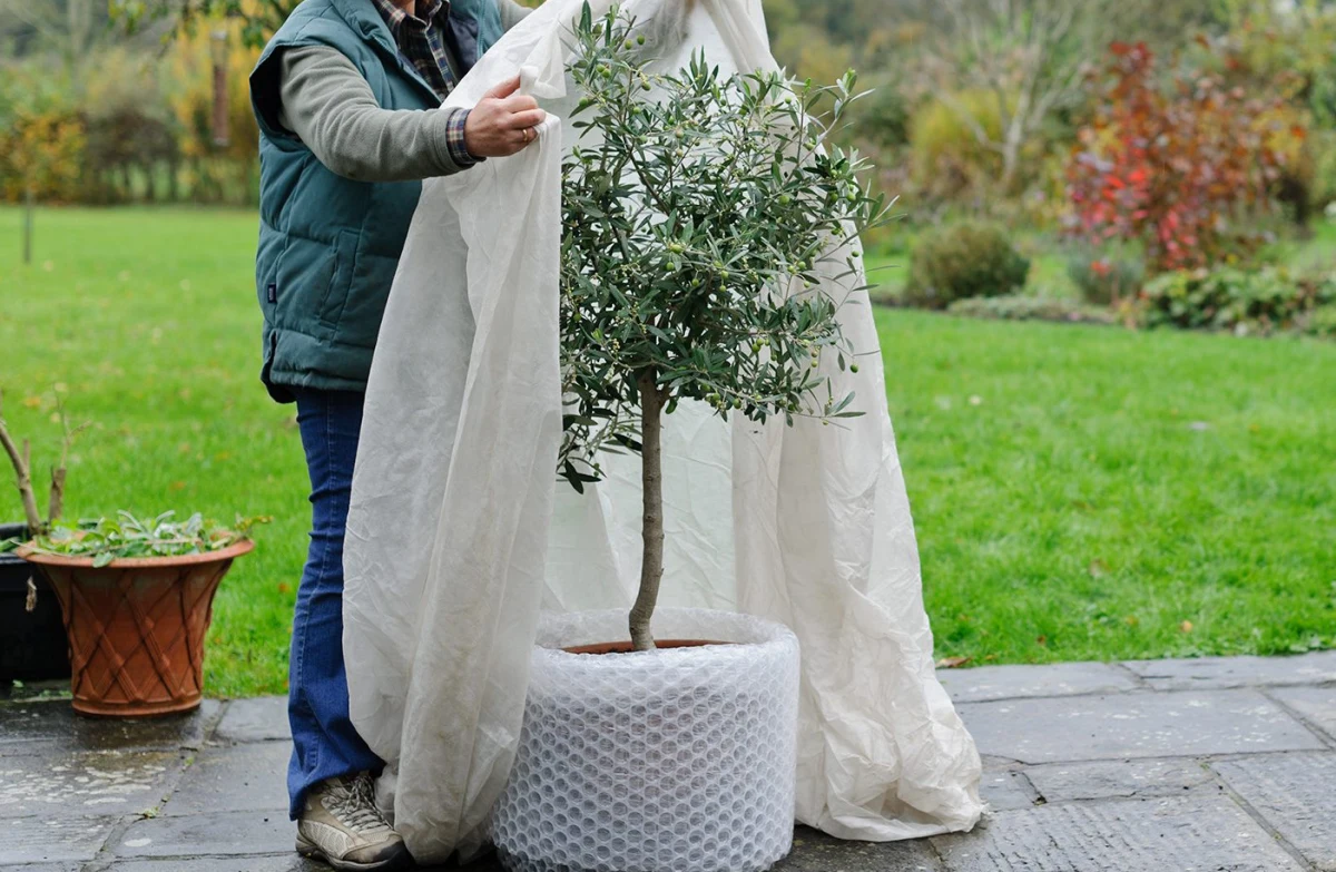 comment proteger les jeunes arbres du gel bache toile d hivernage pot olivier