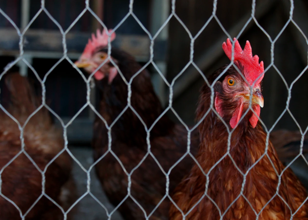 comment proteger les poules des renarfs grillage en metal