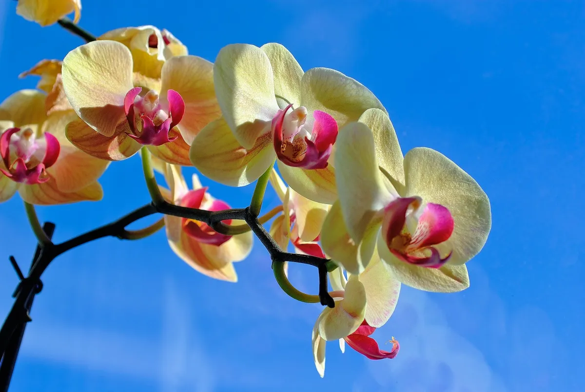 comment provoquer la floraison d'une orchidée plante aufondle cielbleu