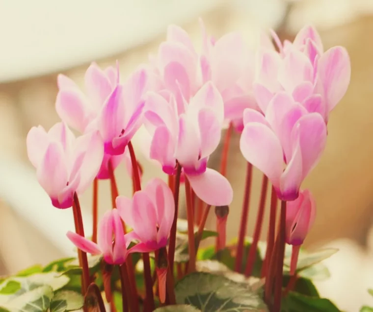 comment s occuper d un cyclamen en pot pour booster sa floraison