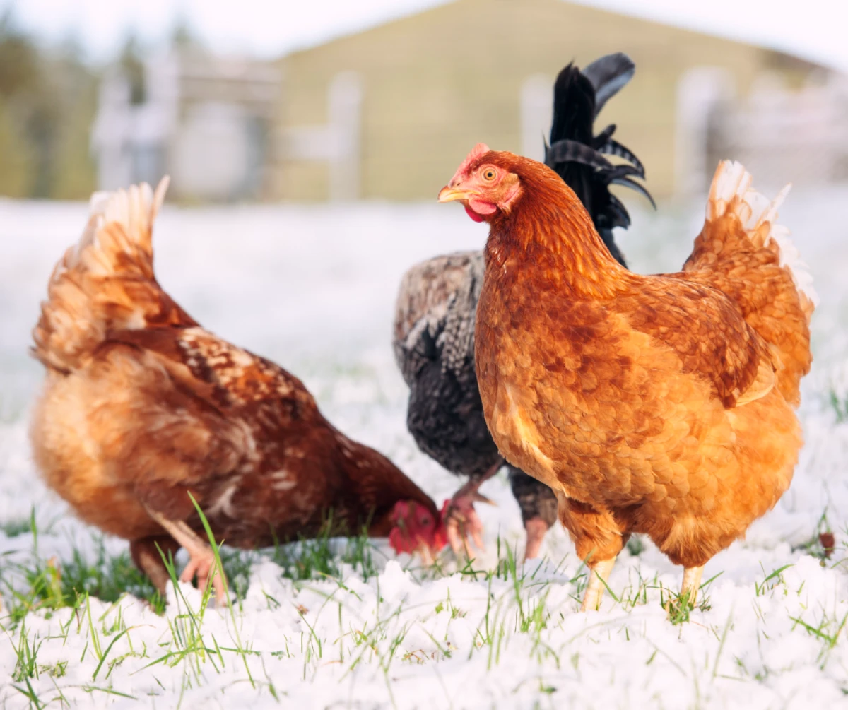 comment s occuper des poules avant l hiver neige herbes cocottes marrons