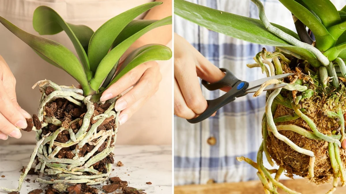 comment sauver une orchidee trop arrosee