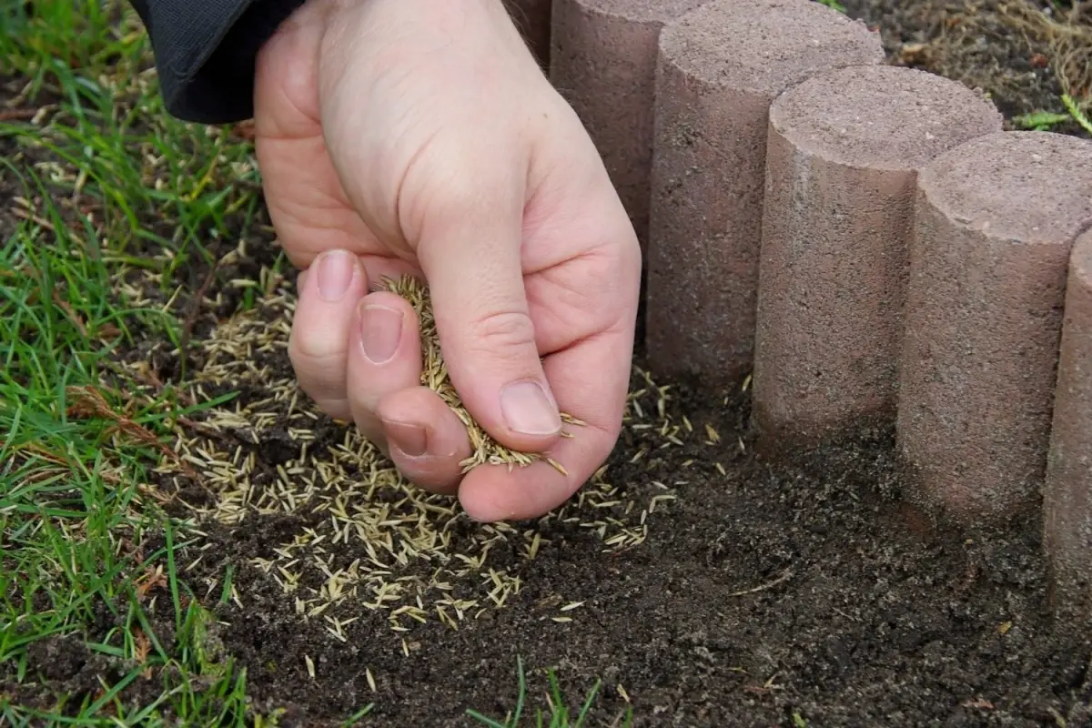 comment semer des graines herbe jardin sol humide mains travaux jardinage