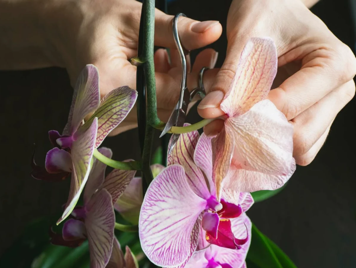 comment stimuler la floraison des orchidees conseils
