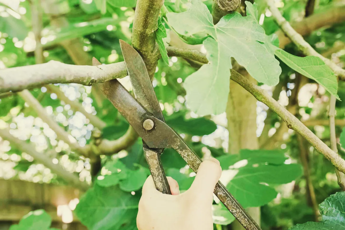 comment tailler le figuier en automne branches au centre