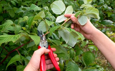 comment tailler les framboisisers en automne feuilles vertes secateur rouge