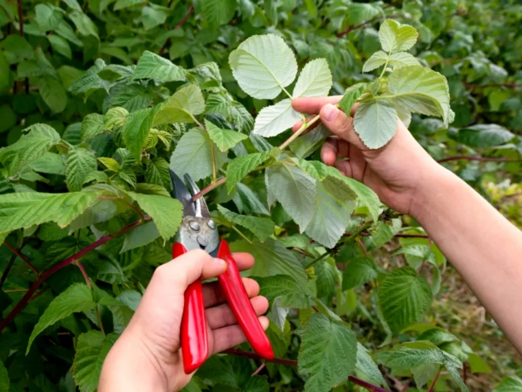 comment tailler les framboisisers en automne feuilles vertes secateur rouge