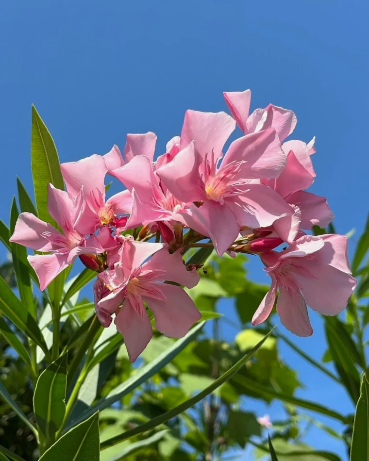 comment tailler un laurier rose trop haut fleurs roses ciel bleu