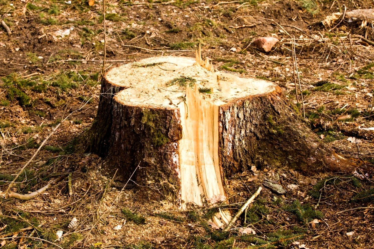 comment tuer une souche d arbre