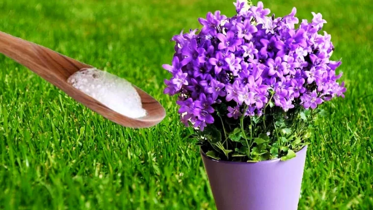 comment utiliser le bicarbonate de soude pour fleurir fleurs violettes pelouse