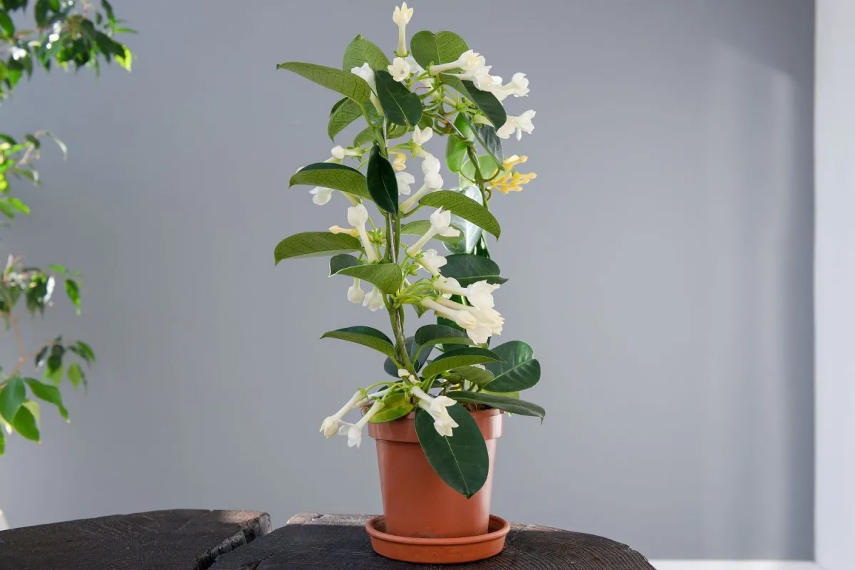 conteneur plastique plante a fleurs blanches feuilles vert fonce lumiere soleil