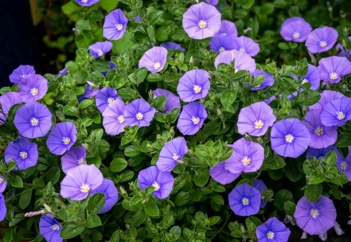 convolvulus fleurs bleues plantes grimpnate pour trellis