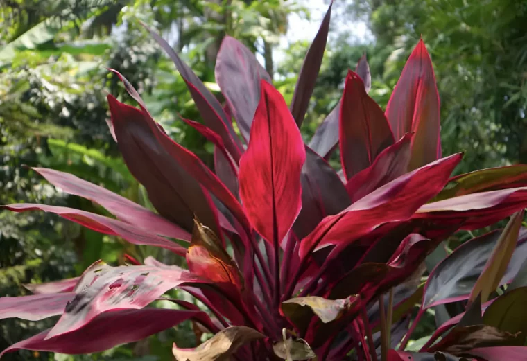 cordyline avec des feuilles seches a la base et colorees sur fond de la verdure