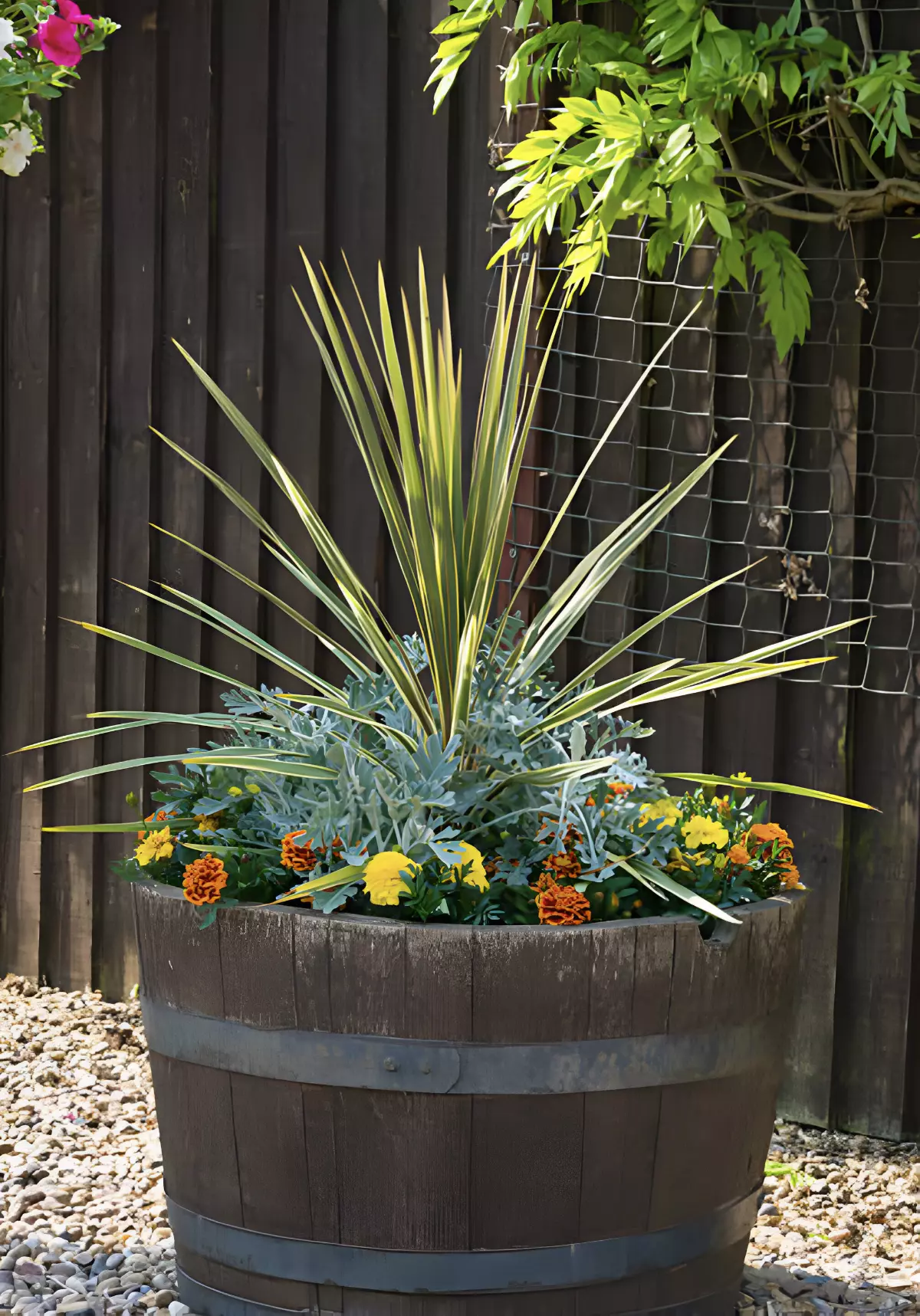 cordyline dans une composition avec d autres plantes a sa base dans un grand pot en bois
