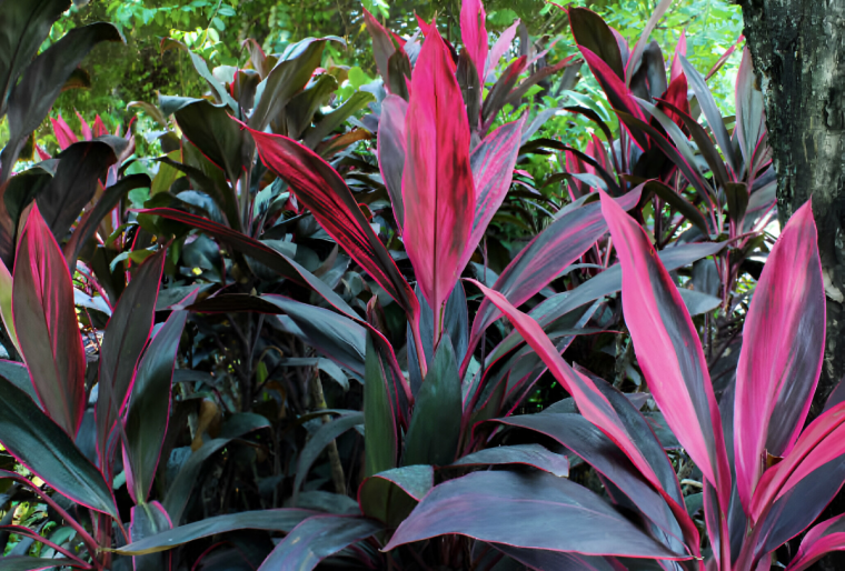 cordylines avec des colorations fuchsia