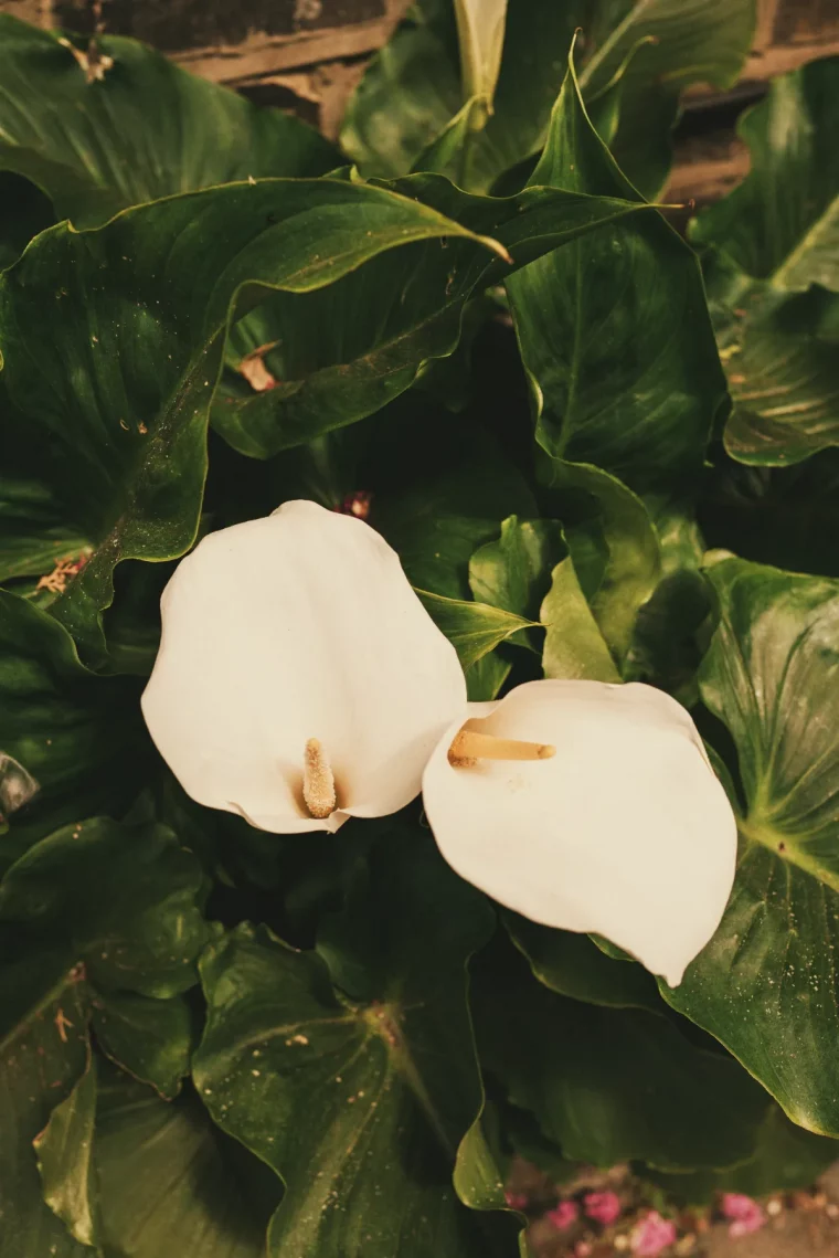 couler les feuilles fanées des arums avant les gelées faut t il tailler