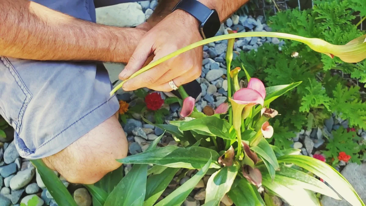 couper les arums taille fleurs et feuilles fanées des plantes