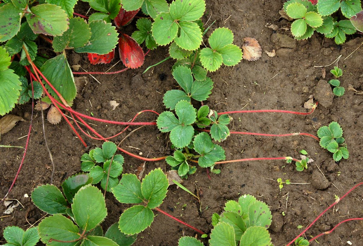 couper les stolons des fraisiers avant l hiver feuilles vertes terre