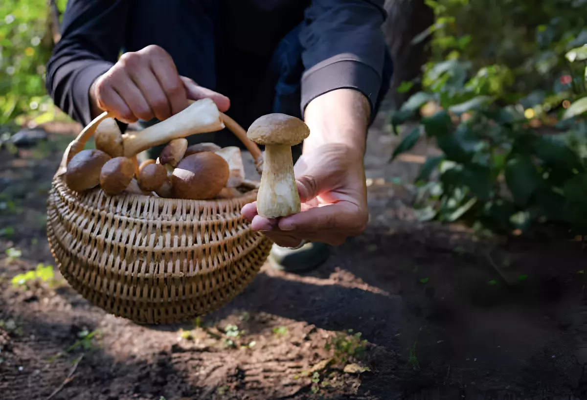cueillette de cepes dans un panier tenu par une personne qui montre une cepe dans une main