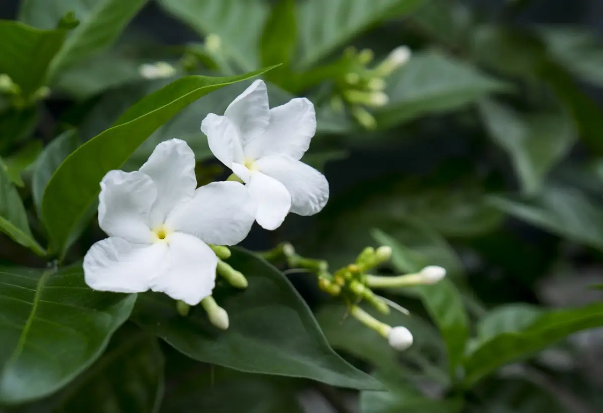culture entretien jasmin variete arbustive ou grimpante feuilles vert fonce