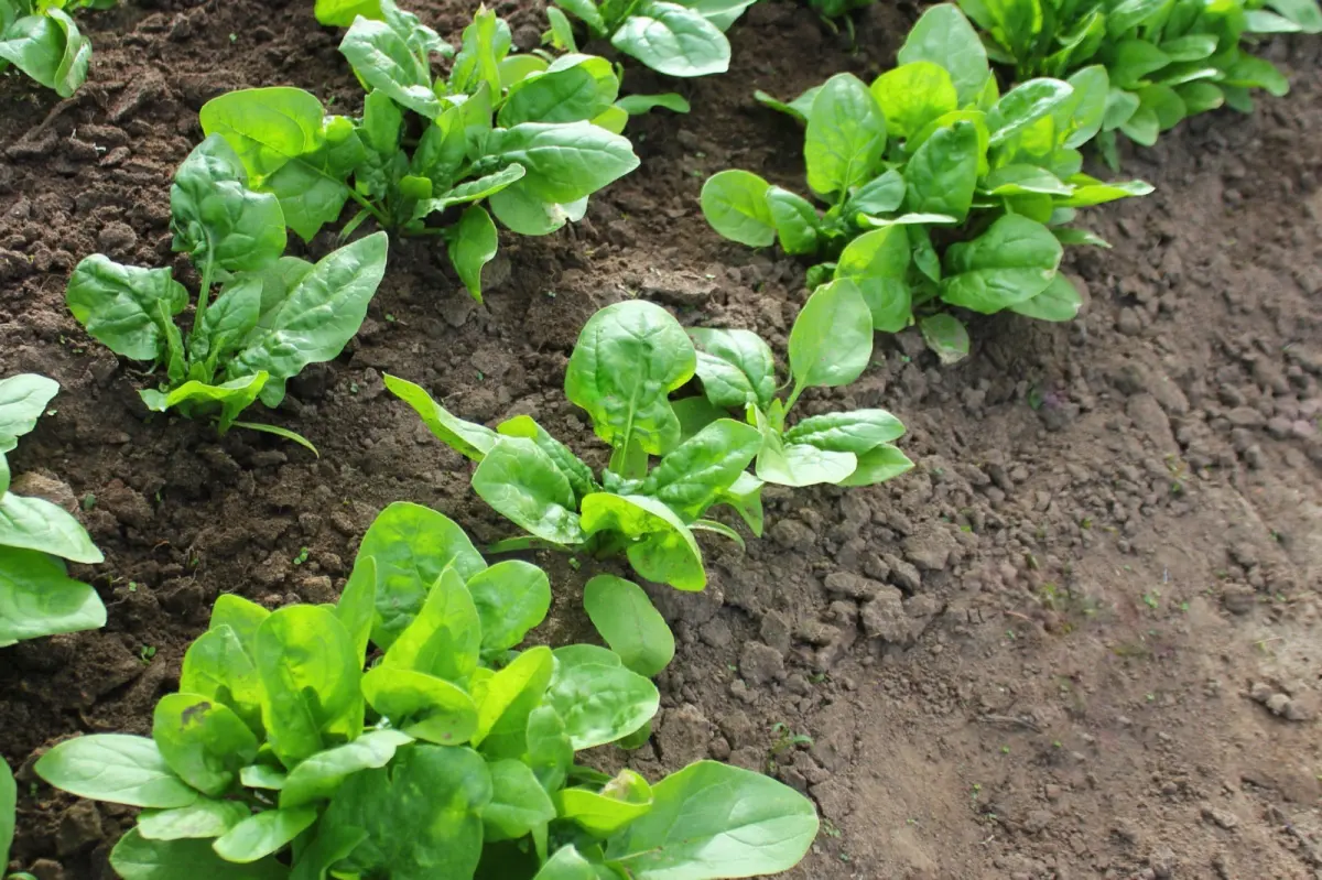 culture jeunes plantes potager legumes feuilles sol lumiere soleil