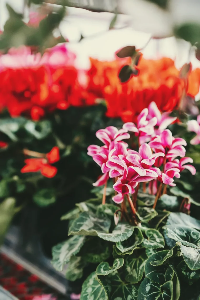 cyclamen idée de plante fleurie en pot quelle plante balcon hiver