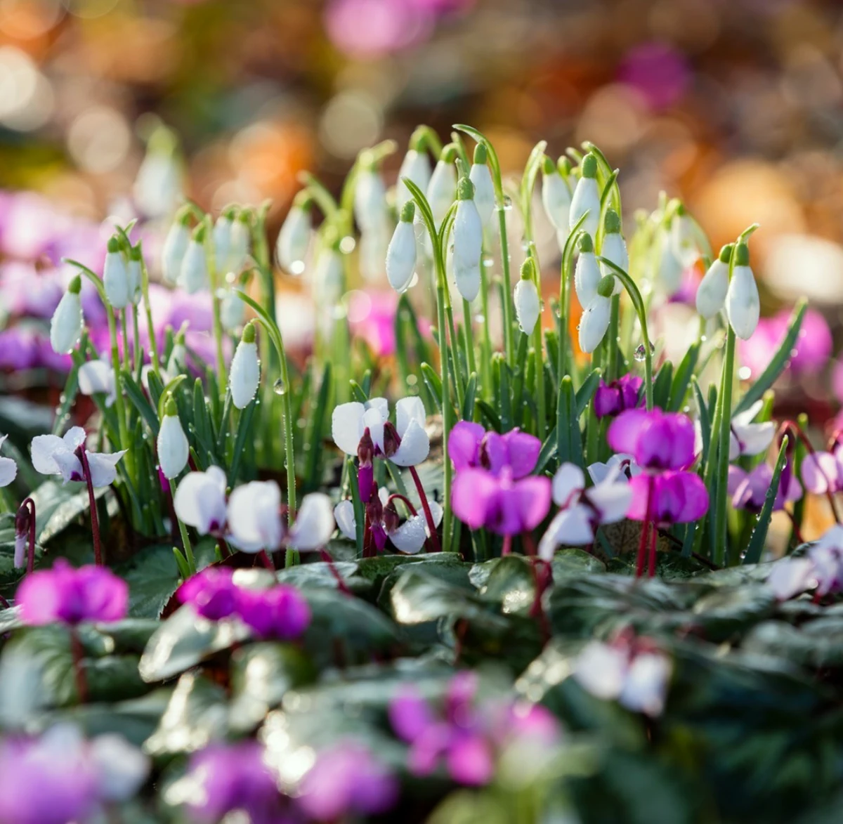 cyclamens fleurs violettes resistantes au gels