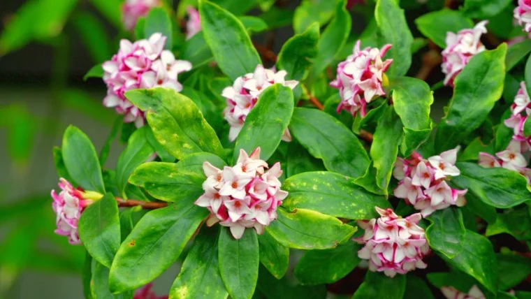 daphne odora fleurs roses feuilles vertes arbuste hiver