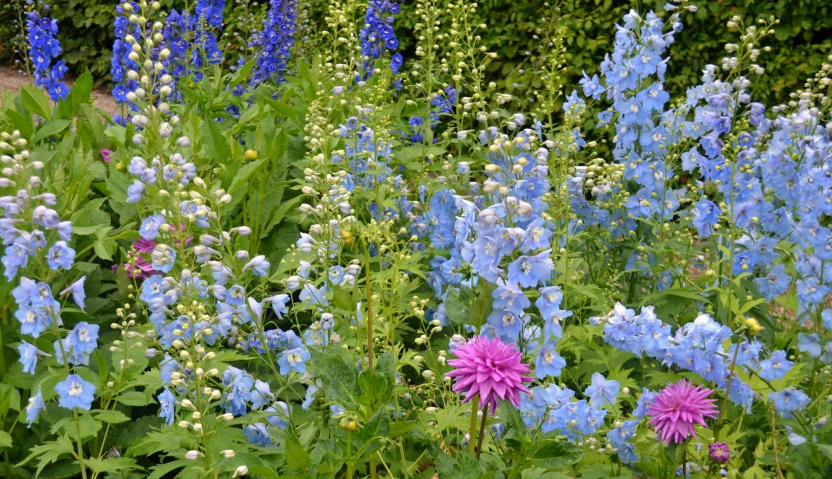 dauphinelle plante pour creer un brise vue vegetal fleurs bleues ou roses feuilles vertes